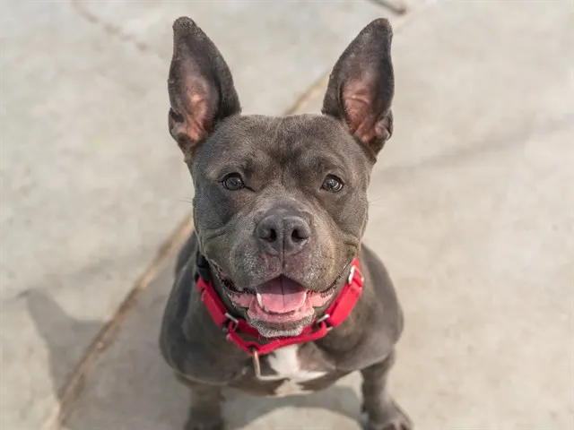 Etta