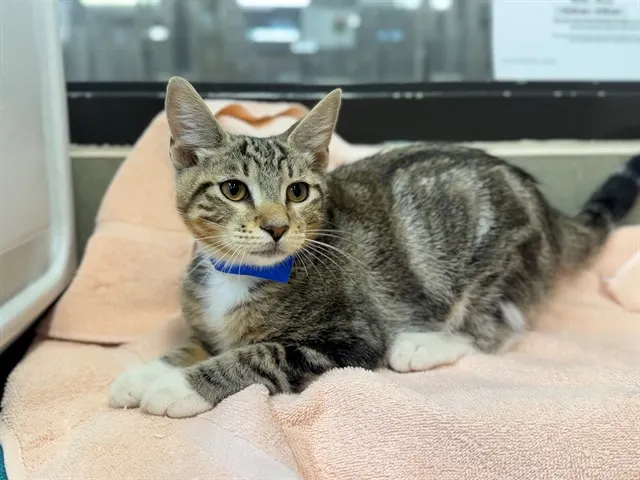 Adoptable Cat