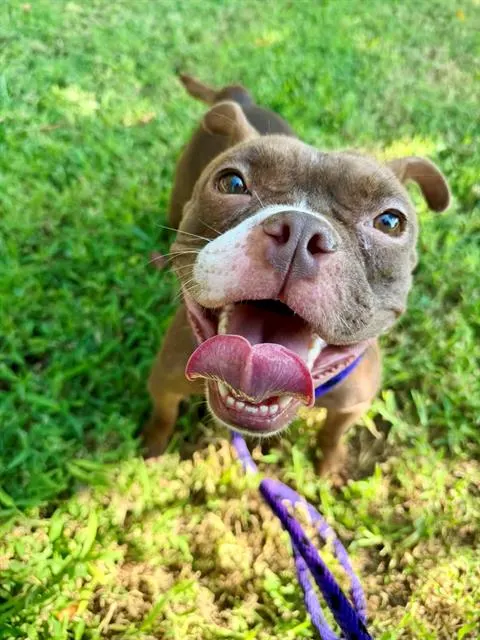 Maggie Muffin