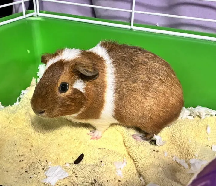 Alfie