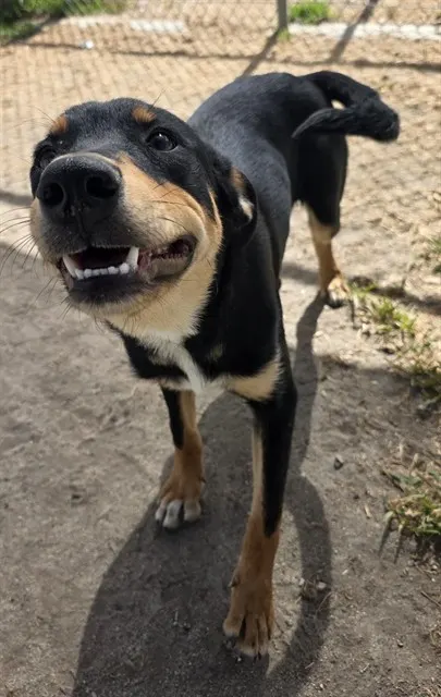 Duke