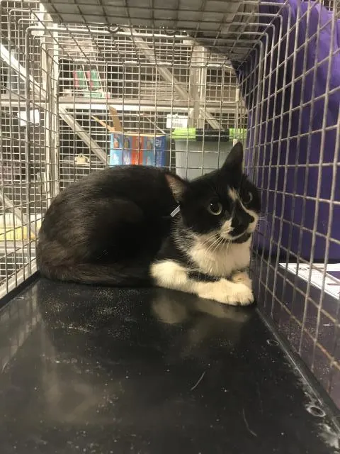 Adoptable Cat