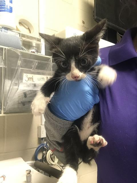Adoptable Cat