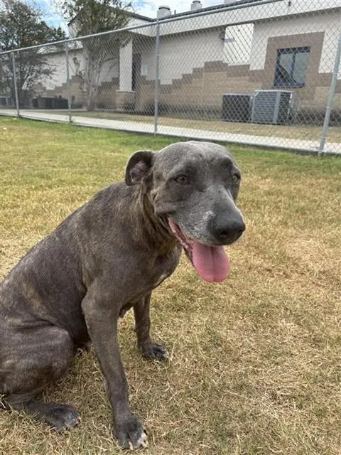 Penelope