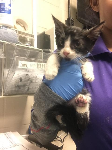 Adoptable Cat