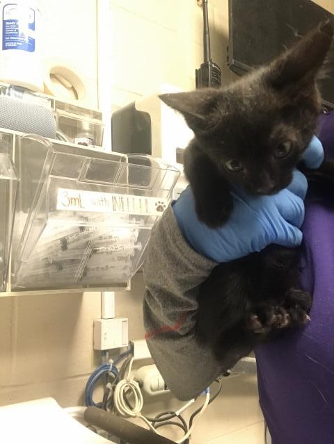 Adoptable Cat