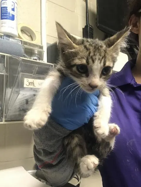 Adoptable Cat