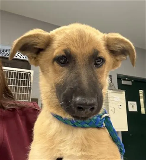 Adoptable Dog
