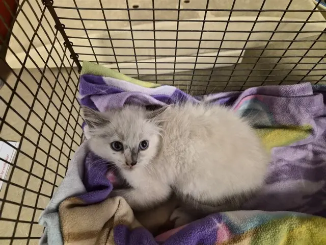 Adoptable Cat