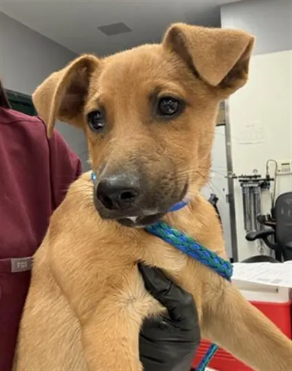 Adoptable Dog