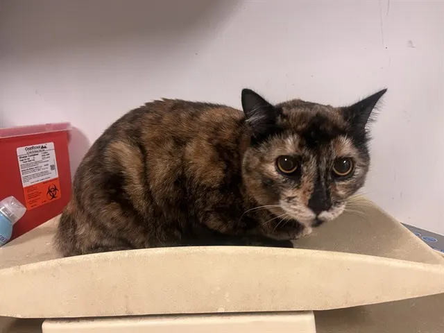 Adoptable Cat