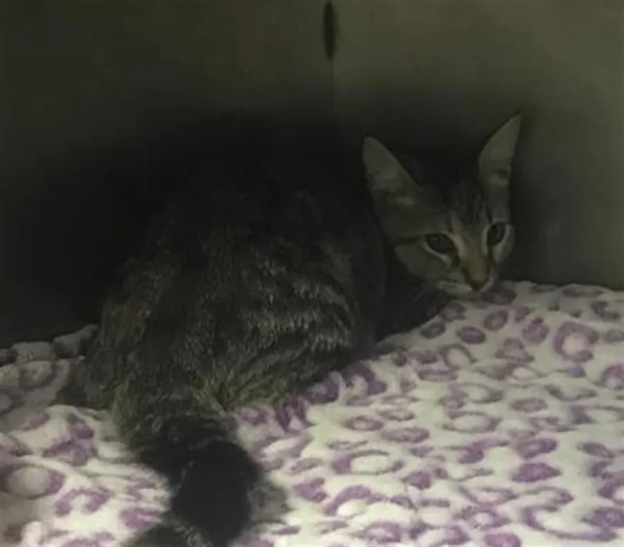 Adoptable Cat