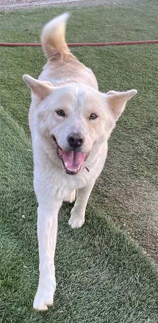 Elsa