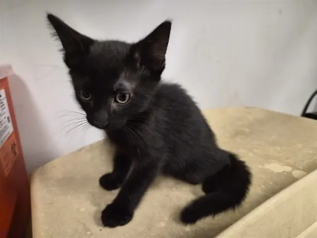 Adoptable Cat