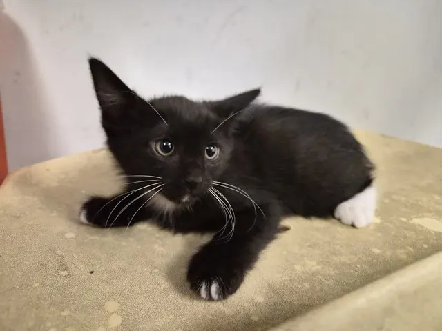 Adoptable Cat