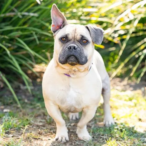 *Wilbur