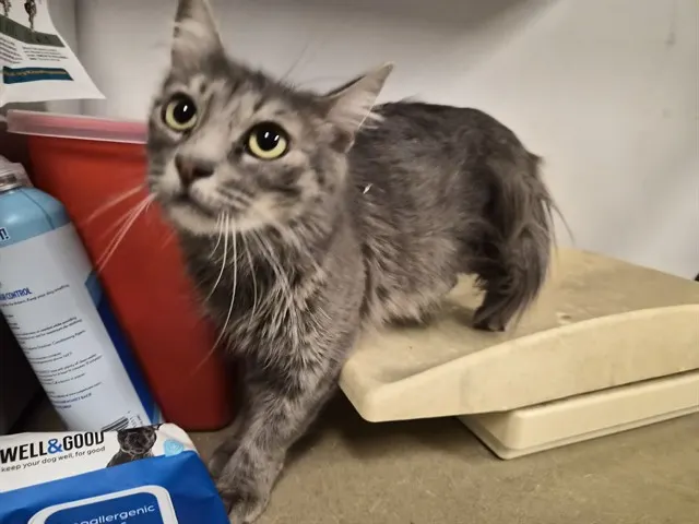 Adoptable Cat