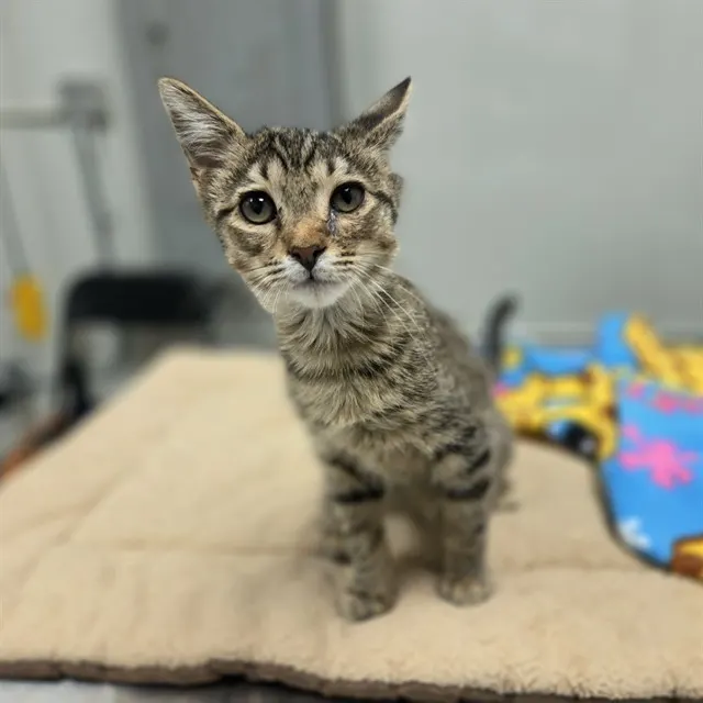 Chip - Adoption Pending