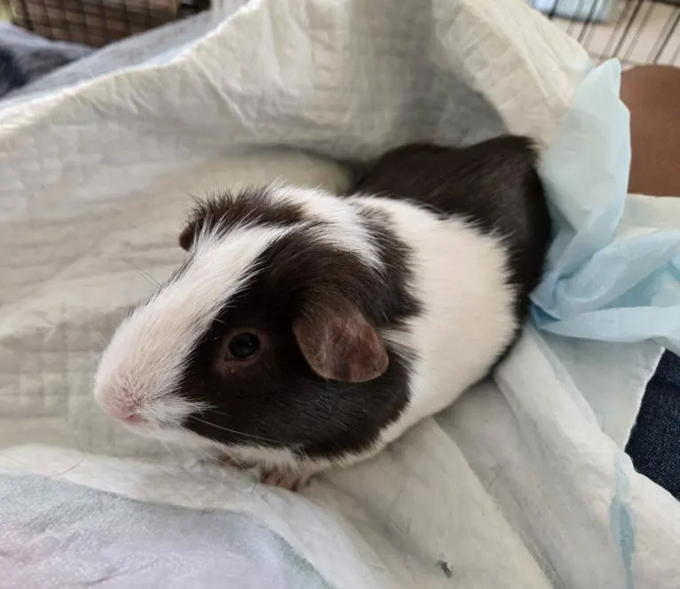 Moomoo
