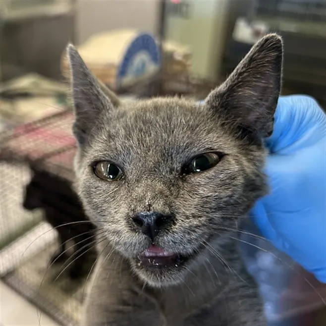 Adoptable Cat