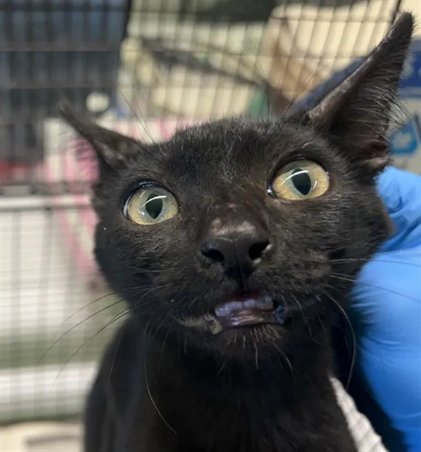 Adoptable Cat