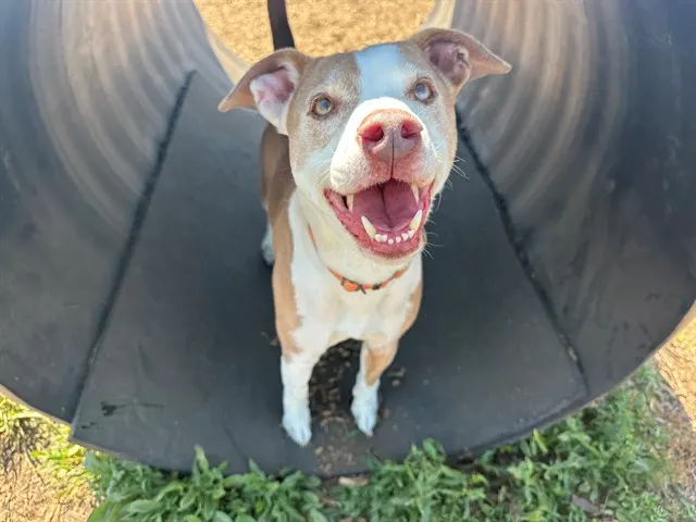 Atlas