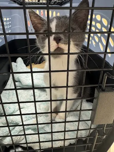 Ms Gwen