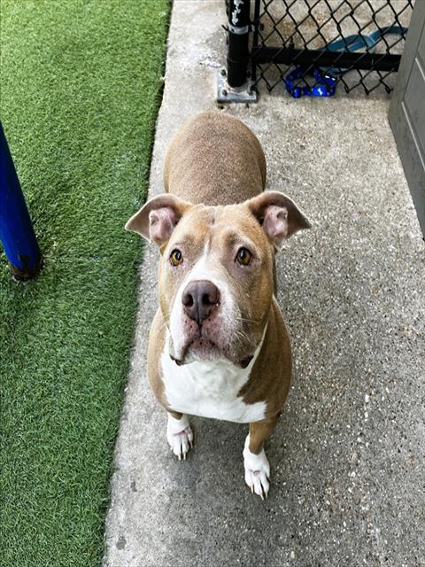 Bella