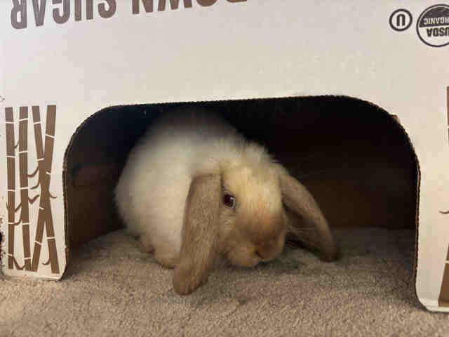 Cocopuff