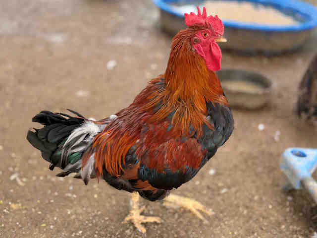 Serrano