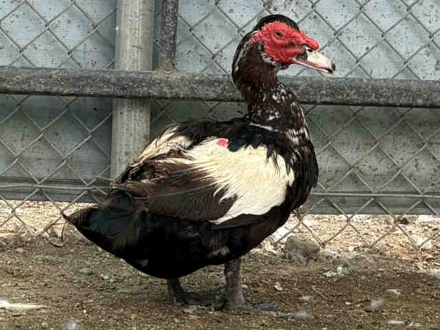 Alabaster