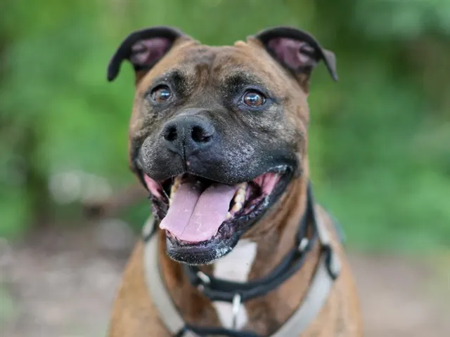Mr. Shelby
