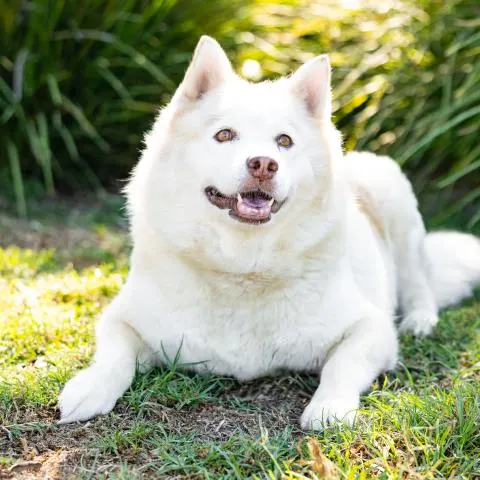Lyla