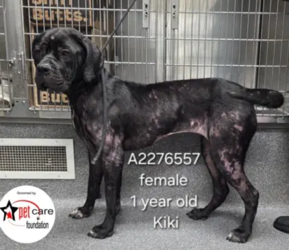 Kiki