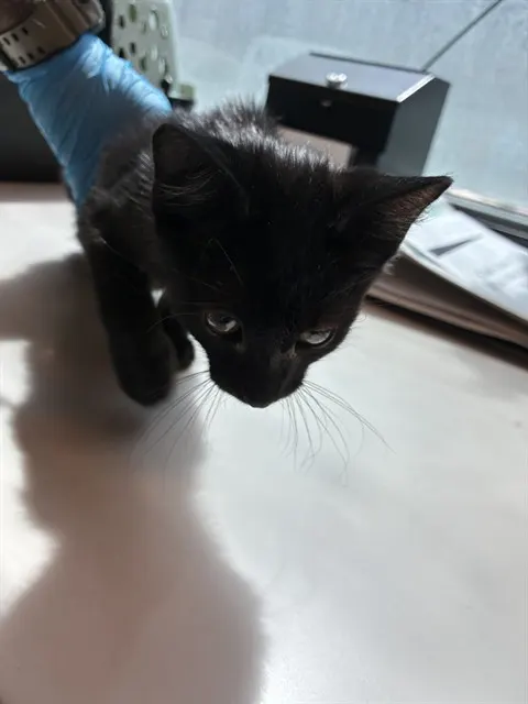 Nyx