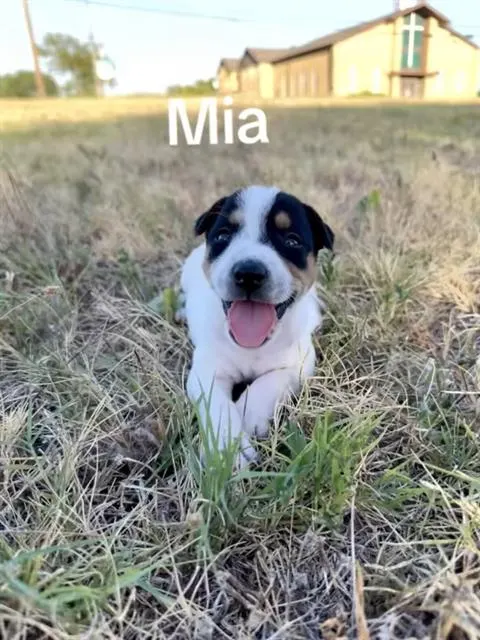 Mia