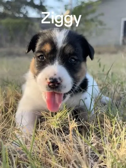 Ziggy