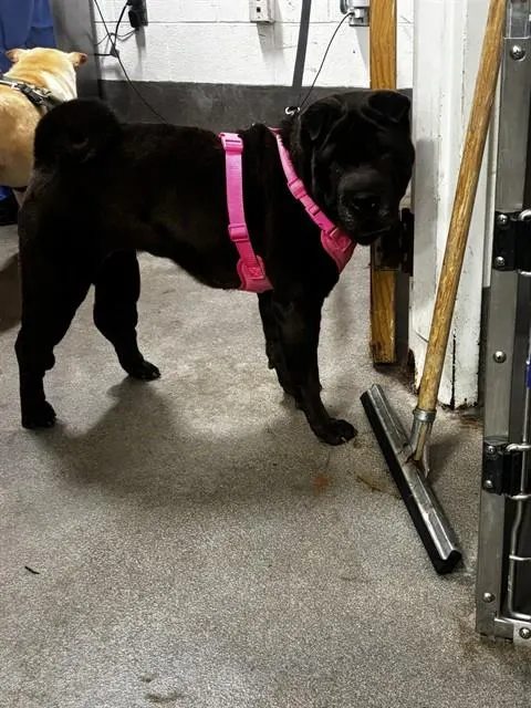 Coco