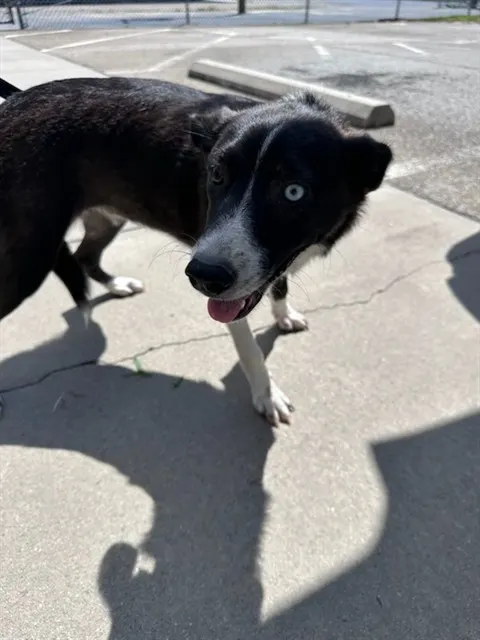 Adoptable Dog