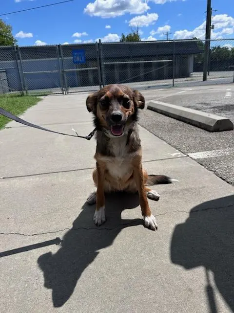Adoptable Dog