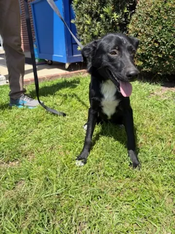 Adoptable Dog