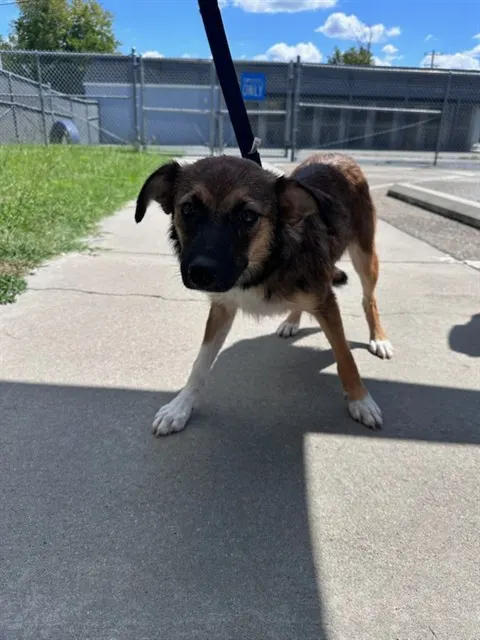 Adoptable Dog
