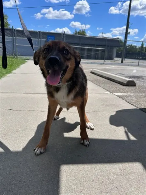 Adoptable Dog