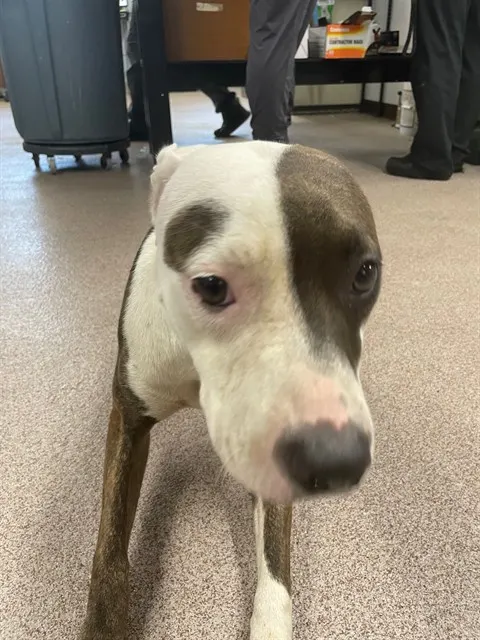 Adoptable Dog