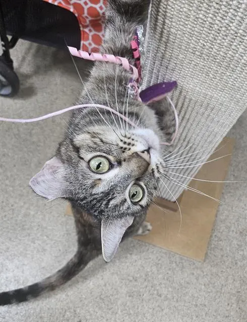 Minnie