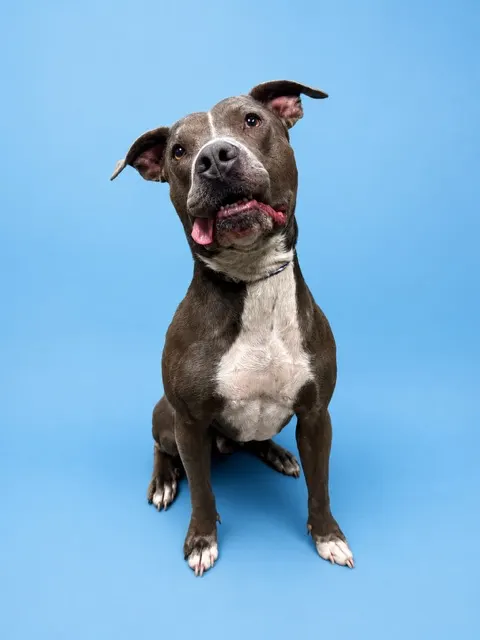 Dougie