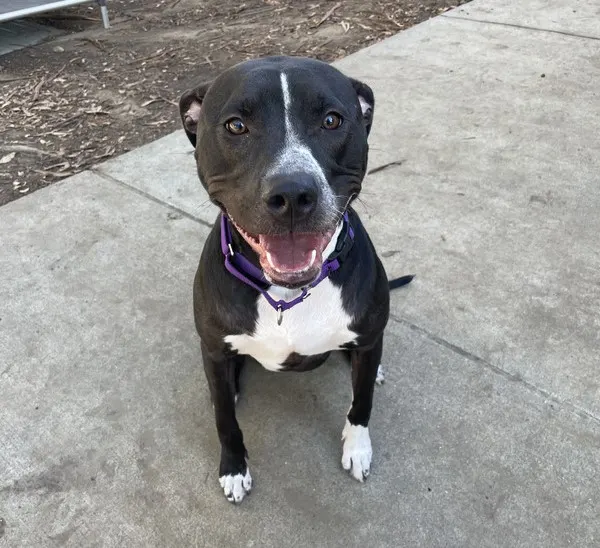Nova