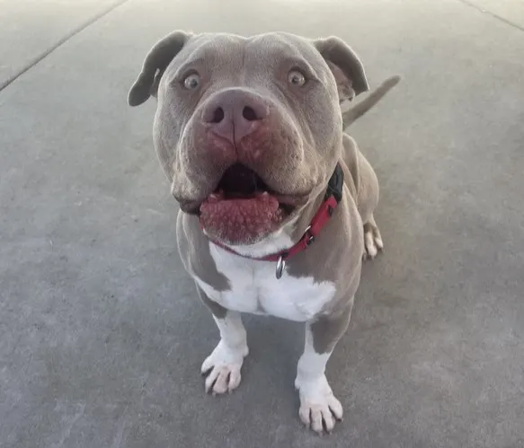 Mugsy