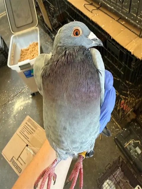Adoptable Bird