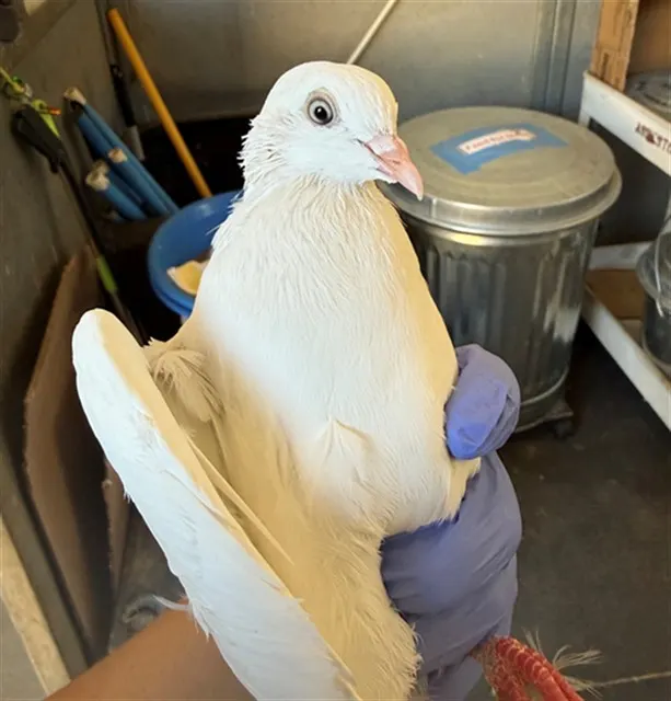Adoptable Bird